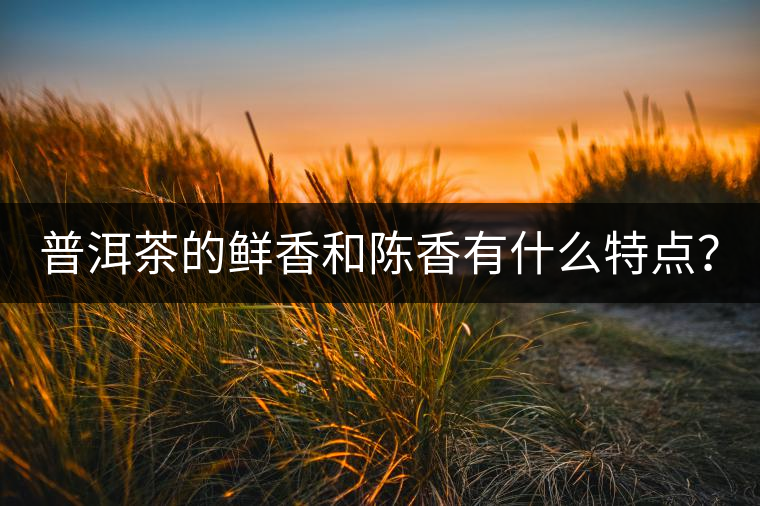 普洱茶的鮮香和陳香有什么特點？