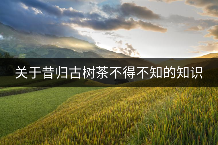 關(guān)于昔歸古樹(shù)茶不得不知的知識(shí)