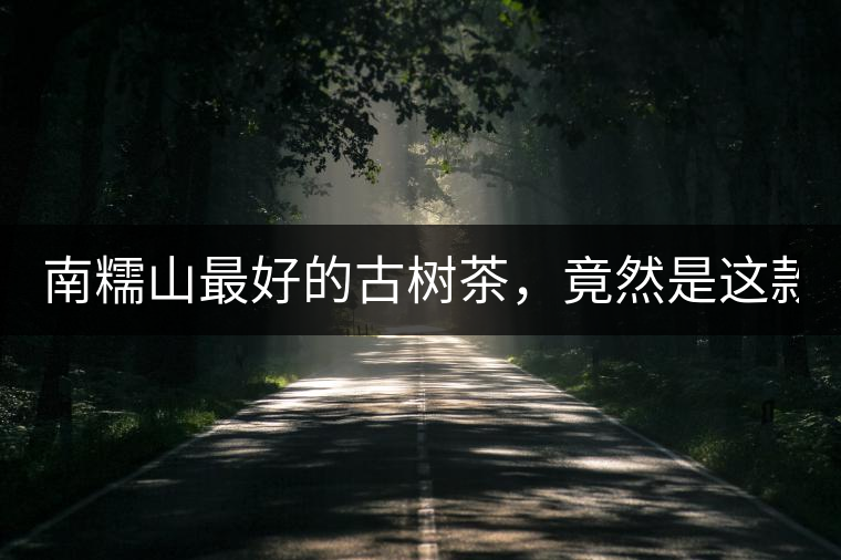 南糯山最好的古樹茶，竟然是這款！