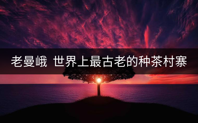 老曼峨  世界上最古老的種茶村寨