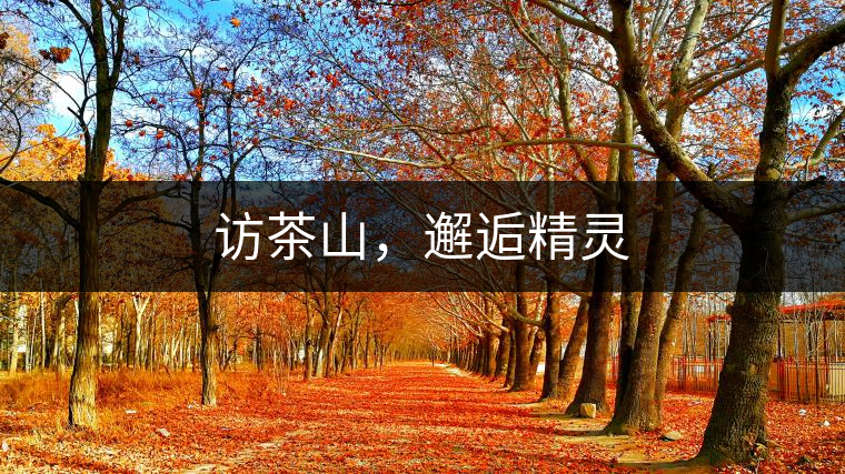 訪茶山，邂逅精靈