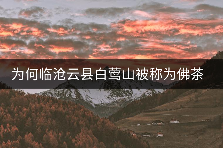 為何臨滄云縣白鶯山被稱為佛茶圣地？