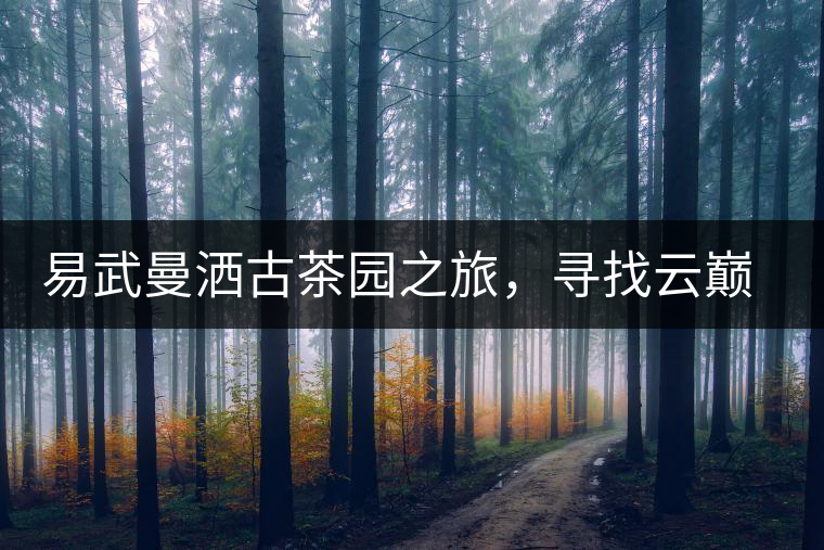 易武曼灑古茶園之旅，尋找云巔上的好茶