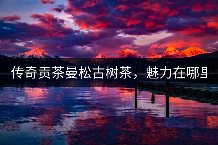 傳奇貢茶曼松古樹(shù)茶，魅力在哪里？