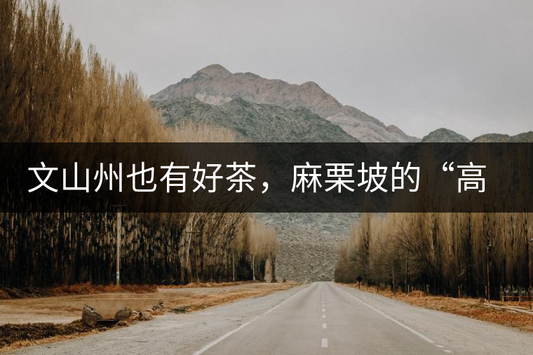 文山州也有好茶，麻栗坡的“高朋”古樹茶