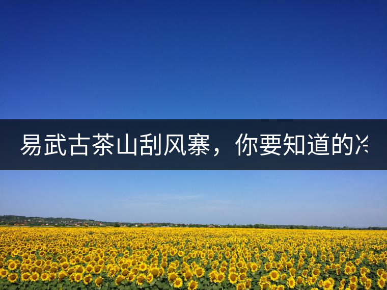 易武古茶山刮風(fēng)寨，你要知道的冷知識(shí)！