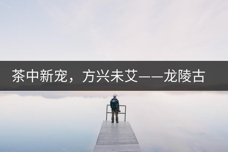 茶中新寵，方興未艾——龍陵古樹茶介紹