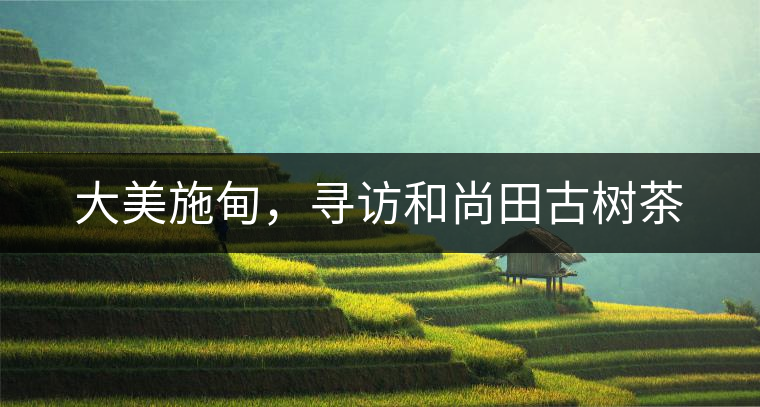 大美施甸，尋訪和尚田古樹茶