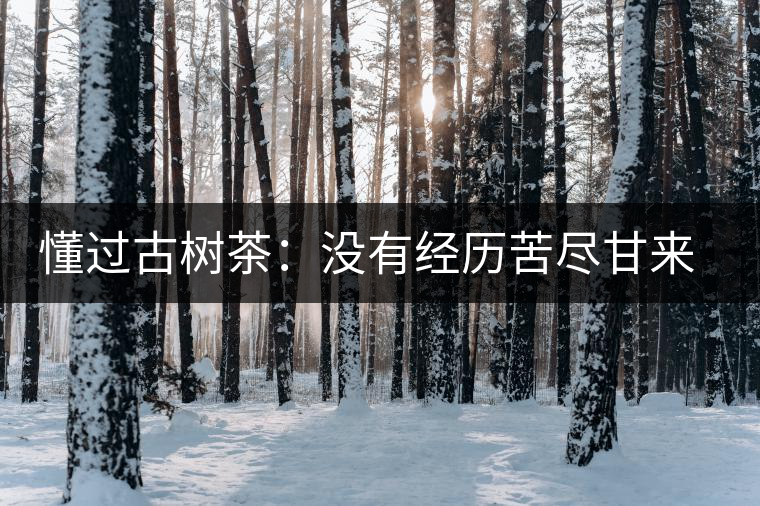 懂過(guò)古樹茶：沒有經(jīng)歷苦盡甘來(lái)的人，不足以談懂過(guò)