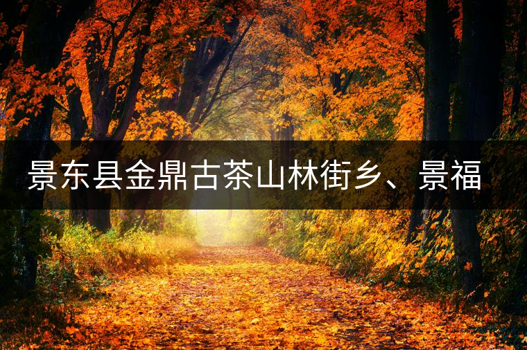 景東縣金鼎古茶山林街鄉(xiāng)、景福鄉(xiāng)、東鎮(zhèn)普洱茶