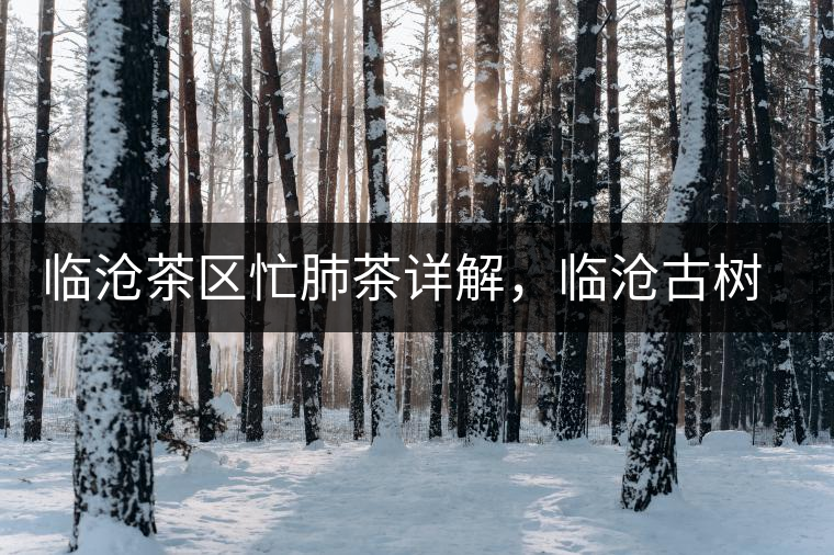 臨滄茶區(qū)忙肺茶詳解，臨滄古樹(shù)茶口感特點(diǎn)