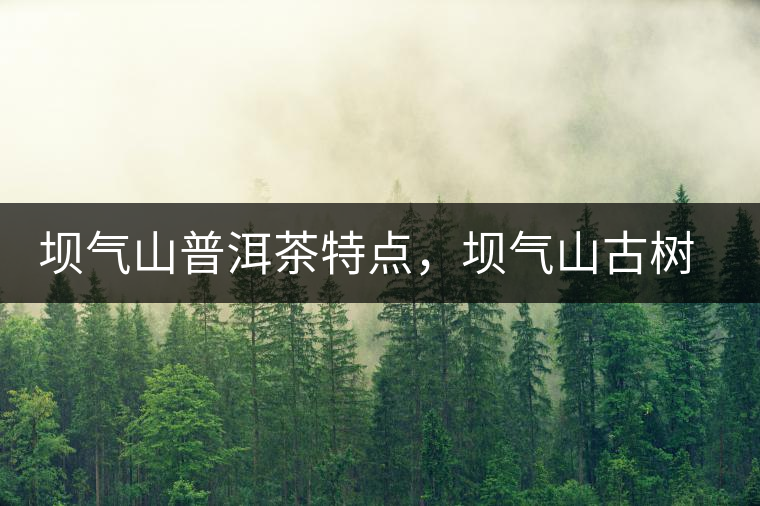 壩氣山普洱茶特點(diǎn)，壩氣山古樹(shù)茶介紹