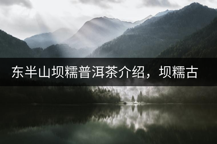 東半山壩糯普洱茶介紹，壩糯古樹茶口感特點(diǎn)