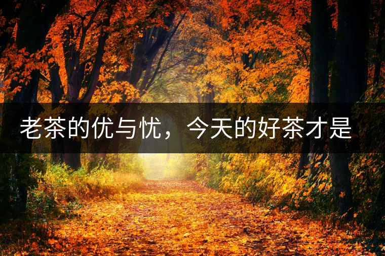 老茶的優(yōu)與憂，今天的好茶才是將來真正的老茶