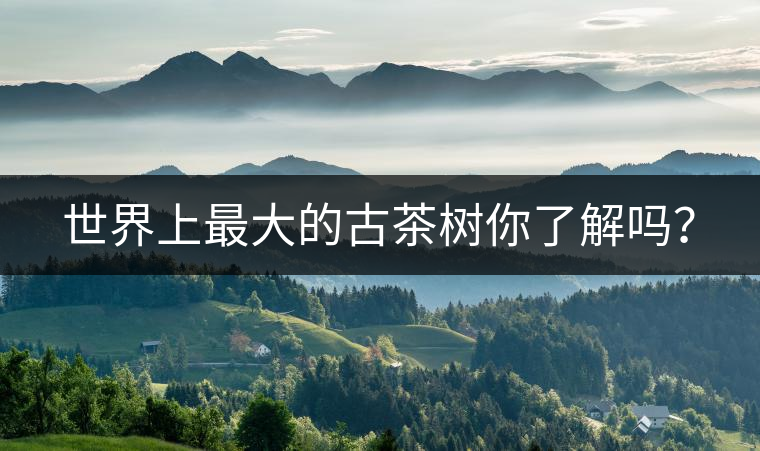 世界上最大的古茶樹(shù)你了解嗎？