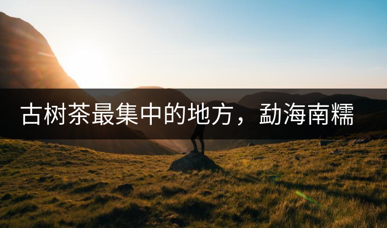 古樹茶最集中的地方，勐海南糯山古茶山介紹