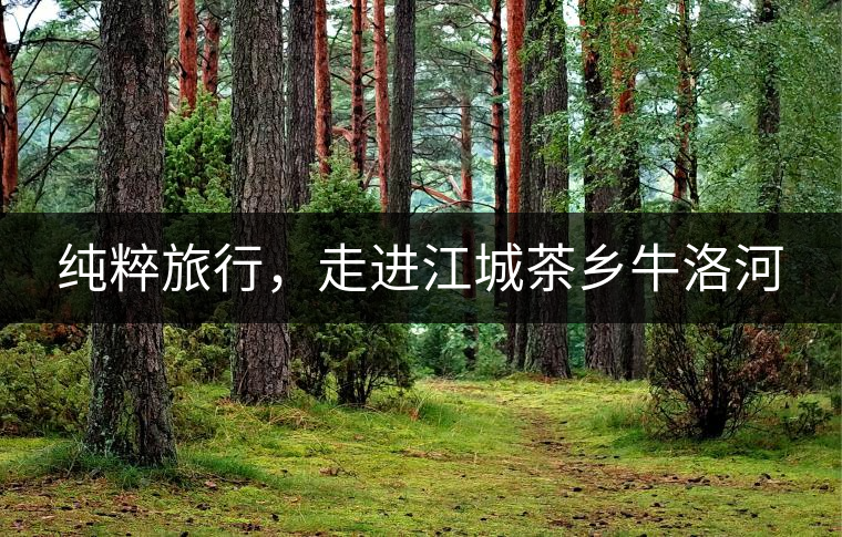 純粹旅行，走進(jìn)江城茶鄉(xiāng)牛洛河