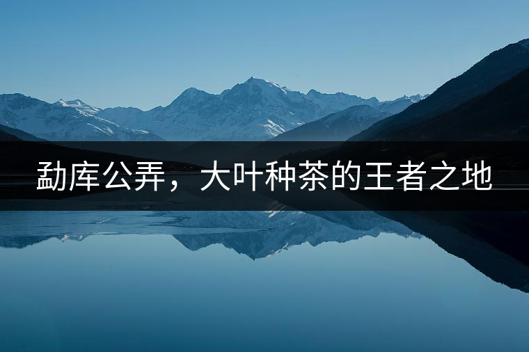 勐庫公弄，大葉種茶的王者之地