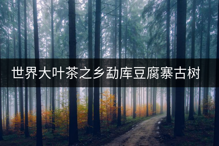 世界大葉茶之鄉(xiāng)勐庫(kù)豆腐寨古樹茶介紹