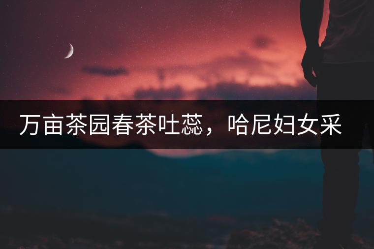 萬(wàn)畝茶園春茶吐蕊，哈尼婦女采茶忙