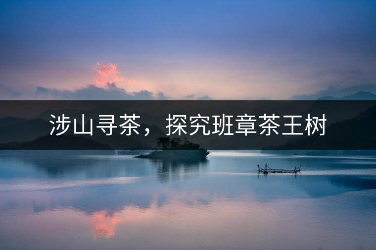 涉山尋茶，探究班章茶王樹