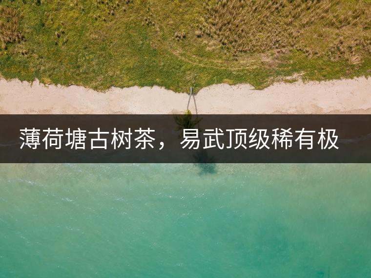 薄荷塘古樹茶，易武頂級稀有極品