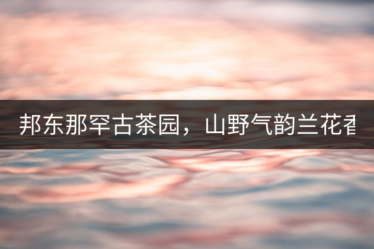 邦東那罕古茶園，山野氣韻蘭花香！