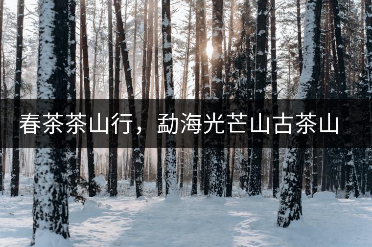 春茶茶山行，勐海光芒山古茶山你去過嗎？