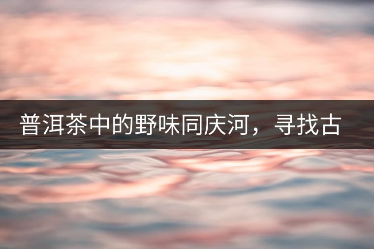 普洱茶中的野味同慶河，尋找古樹茶山新寵的蹤跡