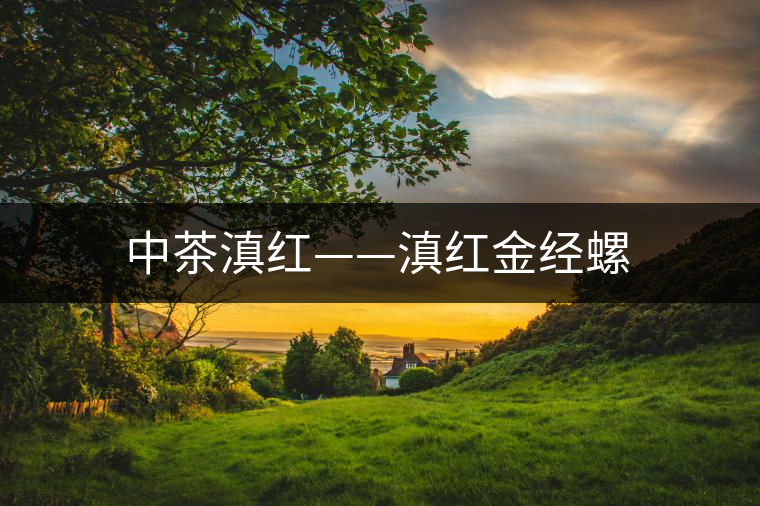 中茶滇紅——滇紅金經(jīng)螺 中茶滇紅——滇紅金經(jīng)螺