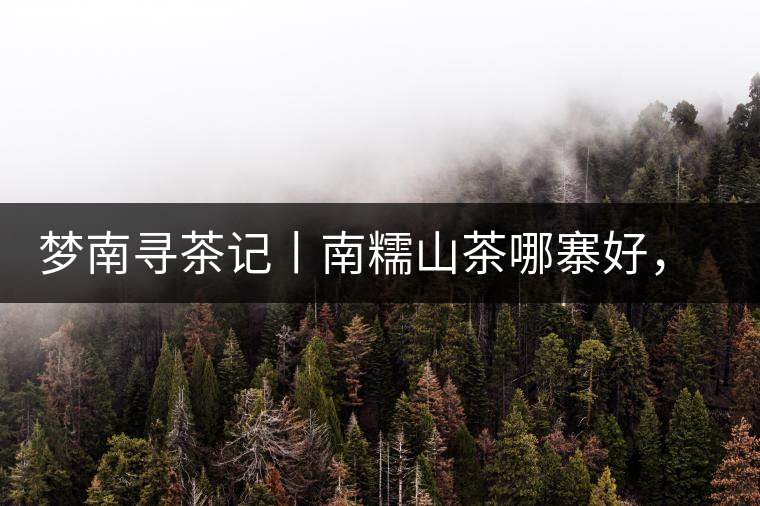 夢南尋茶記丨南糯山茶哪寨好，半坡老寨數(shù)第一