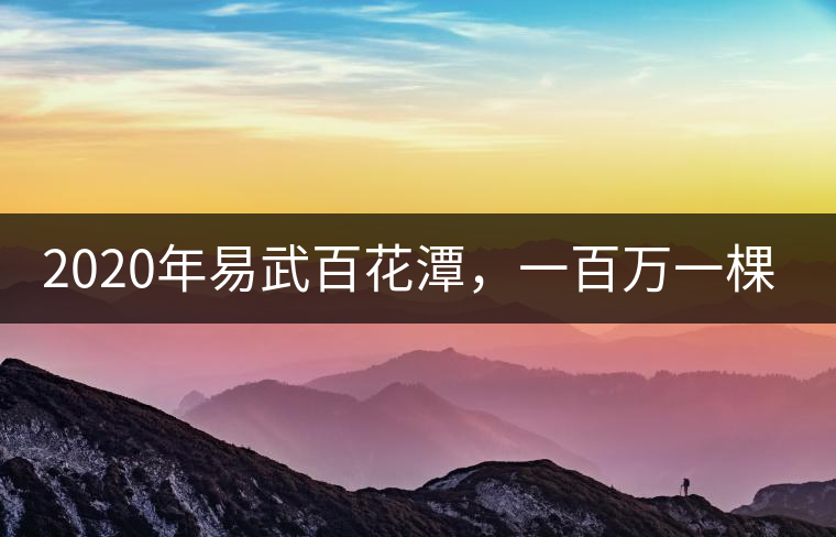 2020年易武百花潭，一百萬(wàn)一棵樹(shù)-易武中聘號(hào)