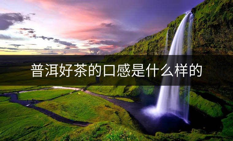 普洱好茶的口感是什么樣的