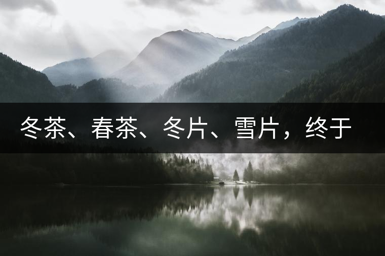 冬茶、春茶、冬片、雪片，終于分清楚了
