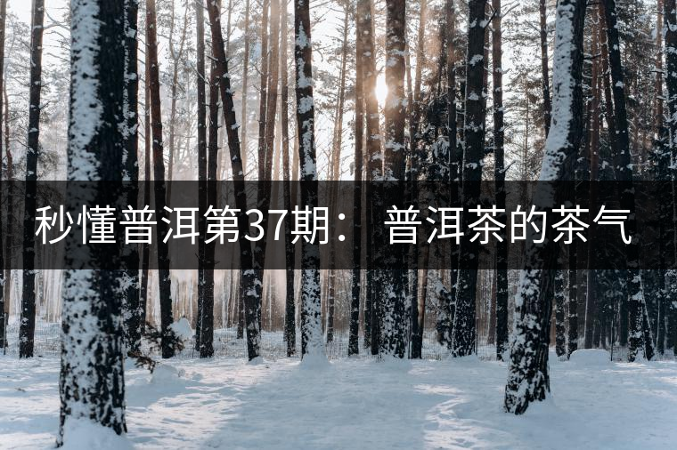 秒懂普洱第37期： 普洱茶的茶氣到底是什么？