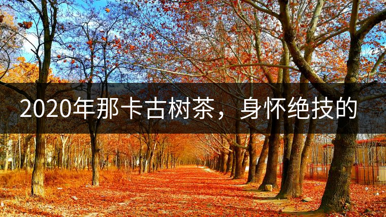 2020年那卡古樹茶，身懷絕技的“小班章” -易武中聘號