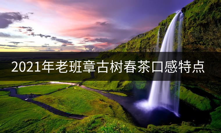 2021年老班章古樹春茶口感特點(diǎn)？