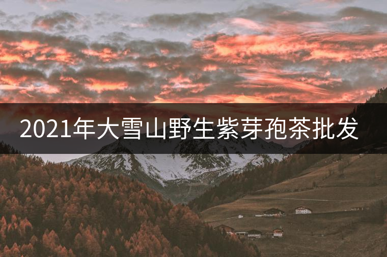 2021年大雪山野生紫芽孢茶批發(fā)價(jià)格多少錢一公斤？
