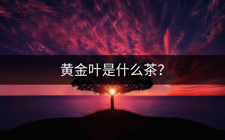 黃金葉是什么茶？