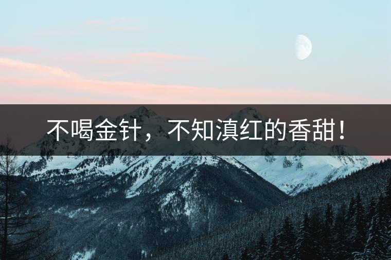 不喝金針，不知滇紅的香甜！
