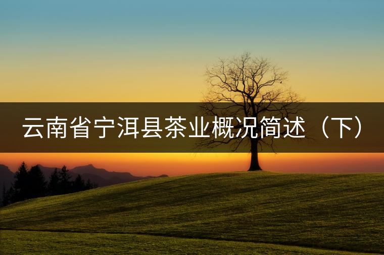 云南省寧洱縣茶業(yè)概況簡(jiǎn)述（下）