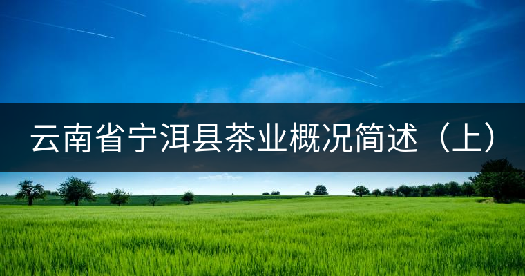 云南省寧洱縣茶業(yè)概況簡述（上）