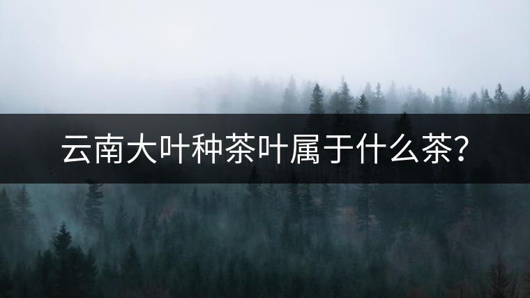 云南大葉種茶葉屬于什么茶？