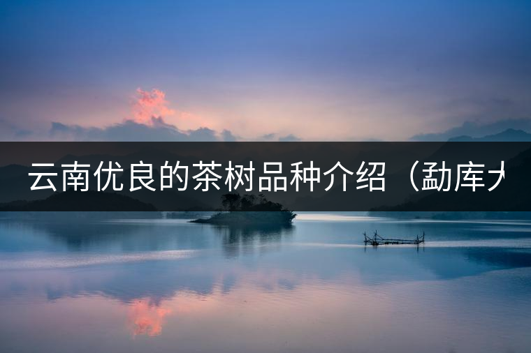 云南優(yōu)良的茶樹(shù)品種介紹（勐庫(kù)大葉茶）