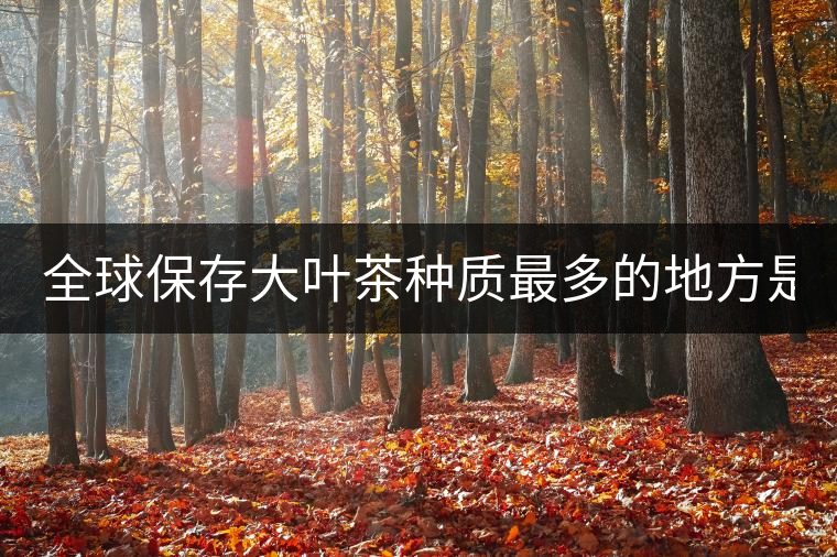 全球保存大葉茶種質(zhì)最多的地方是哪？