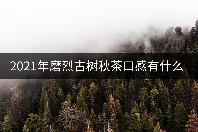 2021年磨烈古樹秋茶口感有什么特點？