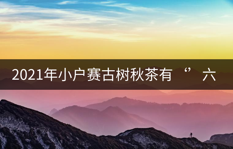2021年小戶(hù)賽古樹(shù)秋茶有‘’六奇‘’ 2021年小戶(hù)賽古樹(shù)秋茶有‘’六奇‘’