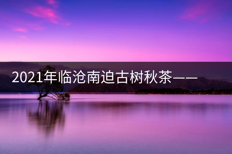 2021年臨滄南迫古樹秋茶——品質僅次于冰島的茶山
