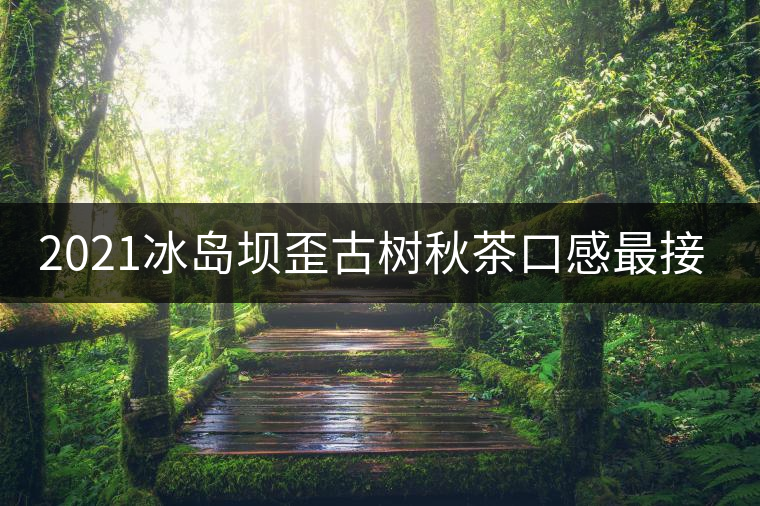 2021冰島壩歪古樹秋茶口感最接近冰島老寨！