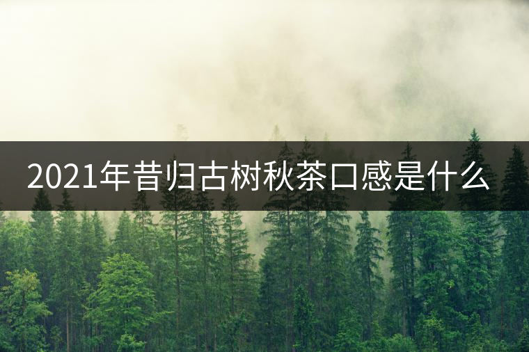 2021年昔歸古樹秋茶口感是什么？